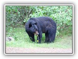 Black Bear in Canada