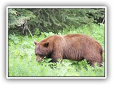 Grizzly Bear in Jasper Canada