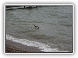 Ducks & Geese at Clear Lake