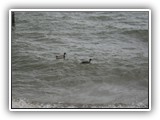 Ducks & Geese at Clear Lake