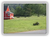 Elk at Elk Country California