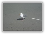 California Gull