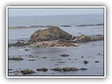 Seals & Sea Lions at Simpson Reef