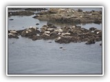 Seals & Sea Lions at Simpson Reef