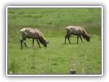 Elk in Oregon