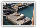 Sea Lions at Newport Harbor