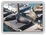 Sea Lions at Newport Harbor