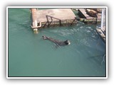 Sea Lions at Newport Harbor