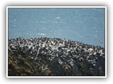 Birds at Cape Perpetua