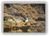 Gull at Cape Perpetua