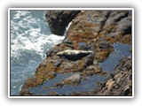 Seals at Cape Perpetua