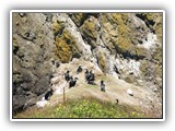 Birds at Cape Perpetua