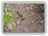 Banana Slug