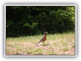 Robin at Fort Stevens