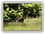 Brown Squirrel at Fort Stevens