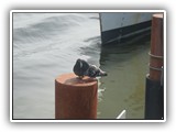 Pigeons at Astoria Dock