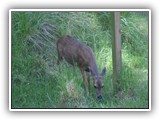 Deer at Cape Disappointment