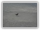 Black Oystercatcher