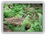 Pileated Woodpecker at Hoh Rain Forest