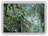 Black Bear at Hoh Rain Forest