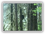 Black Bear at Hoh Rain Forest