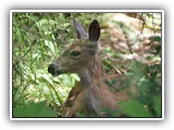 Deer at Salt Creek