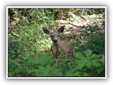 Deer at Salt Creek