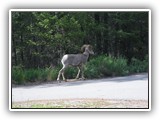 Redstreak Big Horn Sheep