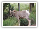 Redstreak Big Horn Sheep