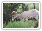 Redstreak Big Horn Sheep