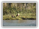 Geese Family in Kootenay