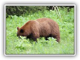 Grizzly Bear in Jasper Canada