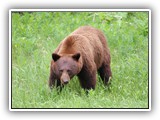 Grizzly Bear in Jasper Canada