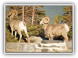 Bighorn Sheep in Glacier