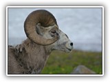 Bighorn Sheep in Glacier