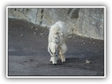 Mountain Goats in Glacier