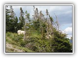 Mountain Goats in Glacier