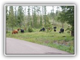 Cows at Rest Area