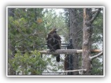 Eagle at Grizzly & Wolf Center