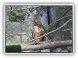 Hawk at Grizzly & Wolf Center