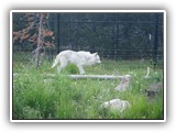 Wolf at Grizzly & Wolf Center