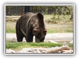 Grizzly at Grizzly & Wolf Center