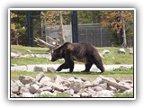 Grizzly at Grizzly & Wolf Center