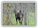 Moose in Buffalo Idaho