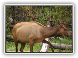 Elk in Yellowstone