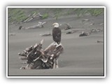 Eagle at Fort Stevens