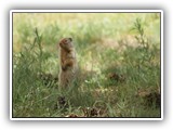 Farragut Columbian Ground Squirrel