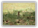 Farragut Columbian Ground Squirrel