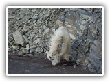 Mountain Goats in Glacier