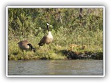 Geese Family in Kootenay